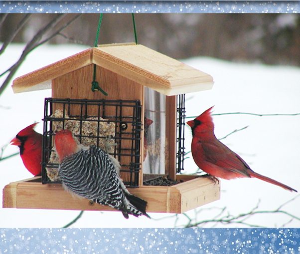 Pub.-oiseaux-mangeoires-copier