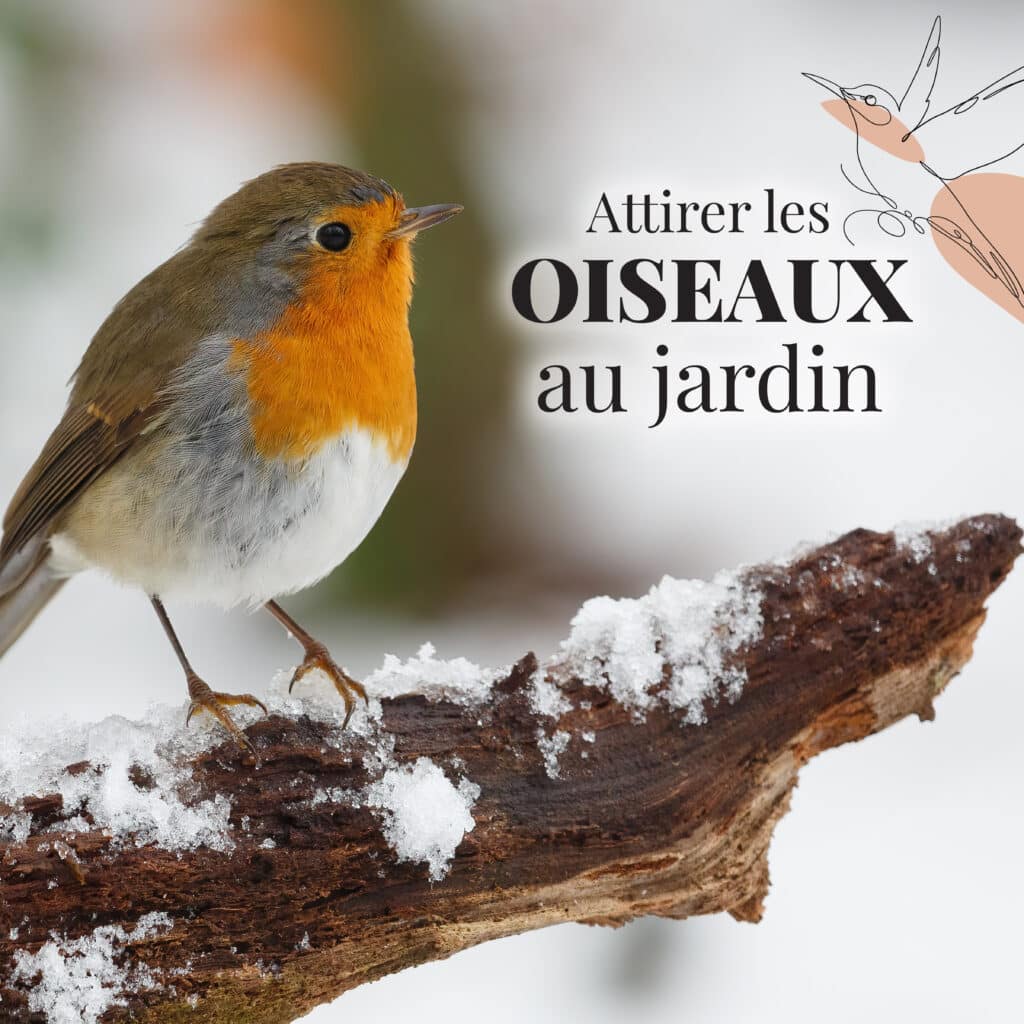 attirer oiseaux jardin dion