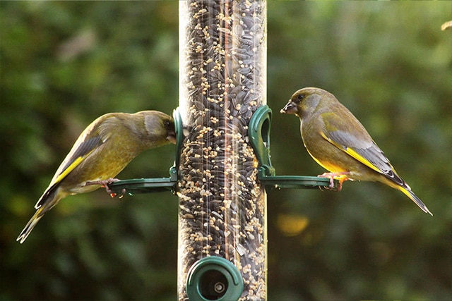 produits de jardinage ornithologie oiseaux