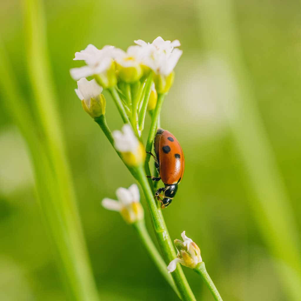 service pesticide insecticide herbicide jardindion