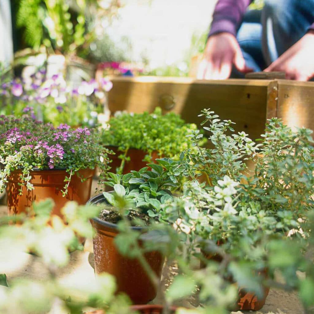 service plantation de vegetaux jardindion