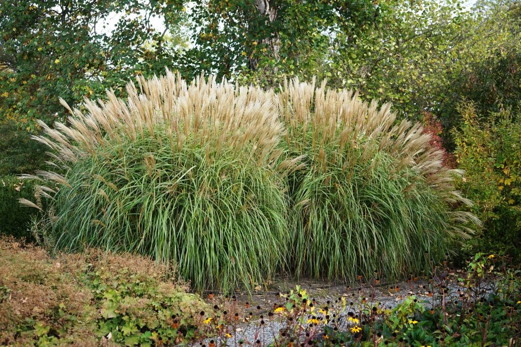 Miscanthus sinensis Purpurascens