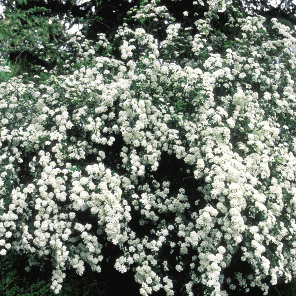 00000857d spiraea nipp. van houtte 2 gal 01.png