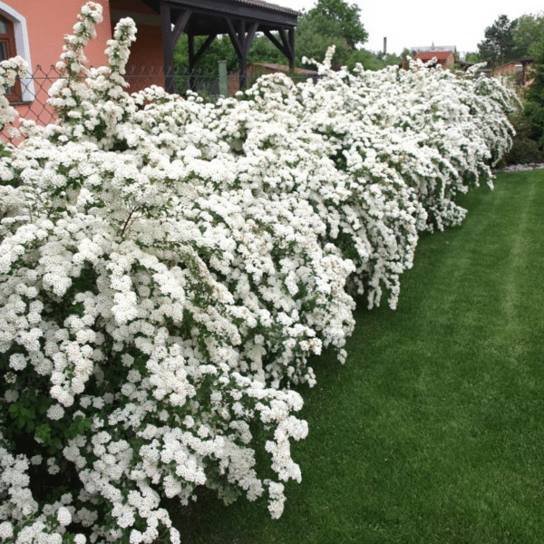 00000857d spiraea nipp. van houtte 2 gal 02.png