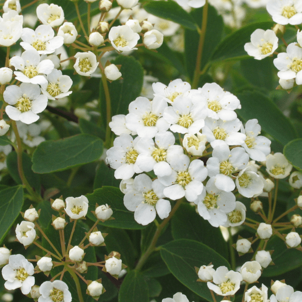 00000857d spiraea nipp. van houtte 2 gal 03.png