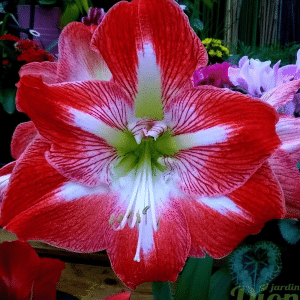 00005794 amaryllis.png