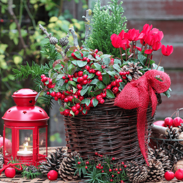 00008526d gaultheria procumbens jardin dion.png