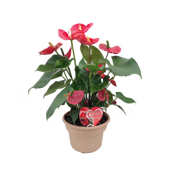 00009104d anthurium andraeanum 6po 01.png