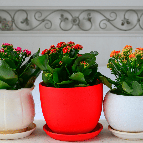 00009289d kalanchoe 4po 01 1.png