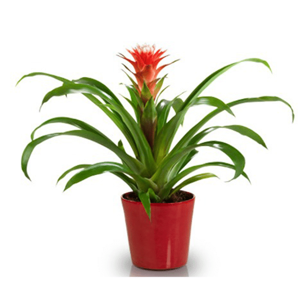 00009536d bromelia 6po 01.png