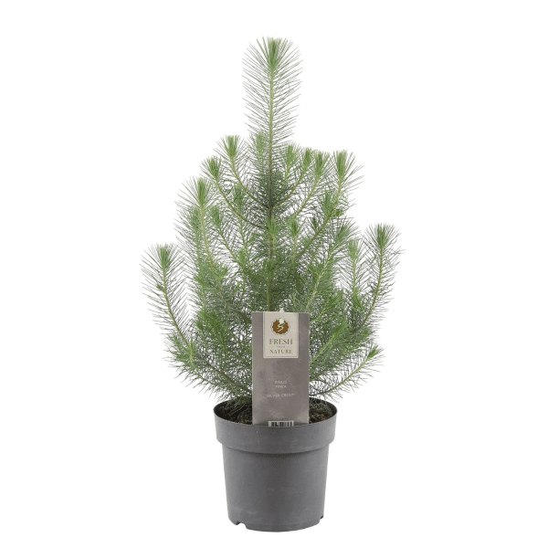 00020347 pinus pinea 4po.png