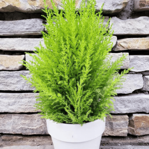 004g01 cupressus macrocrpa 1.png