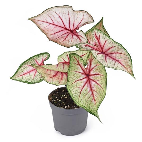 004g09 caladium 02.jpg