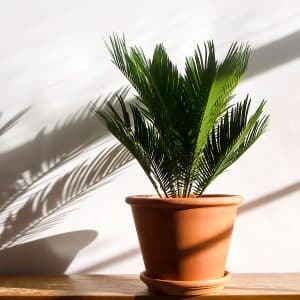 004g17 cycas revoluta 01.jpg