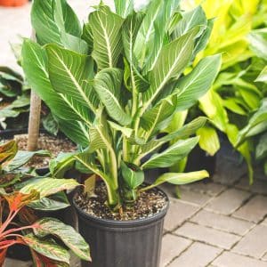 004g18 dieffenbachia 01.jpg