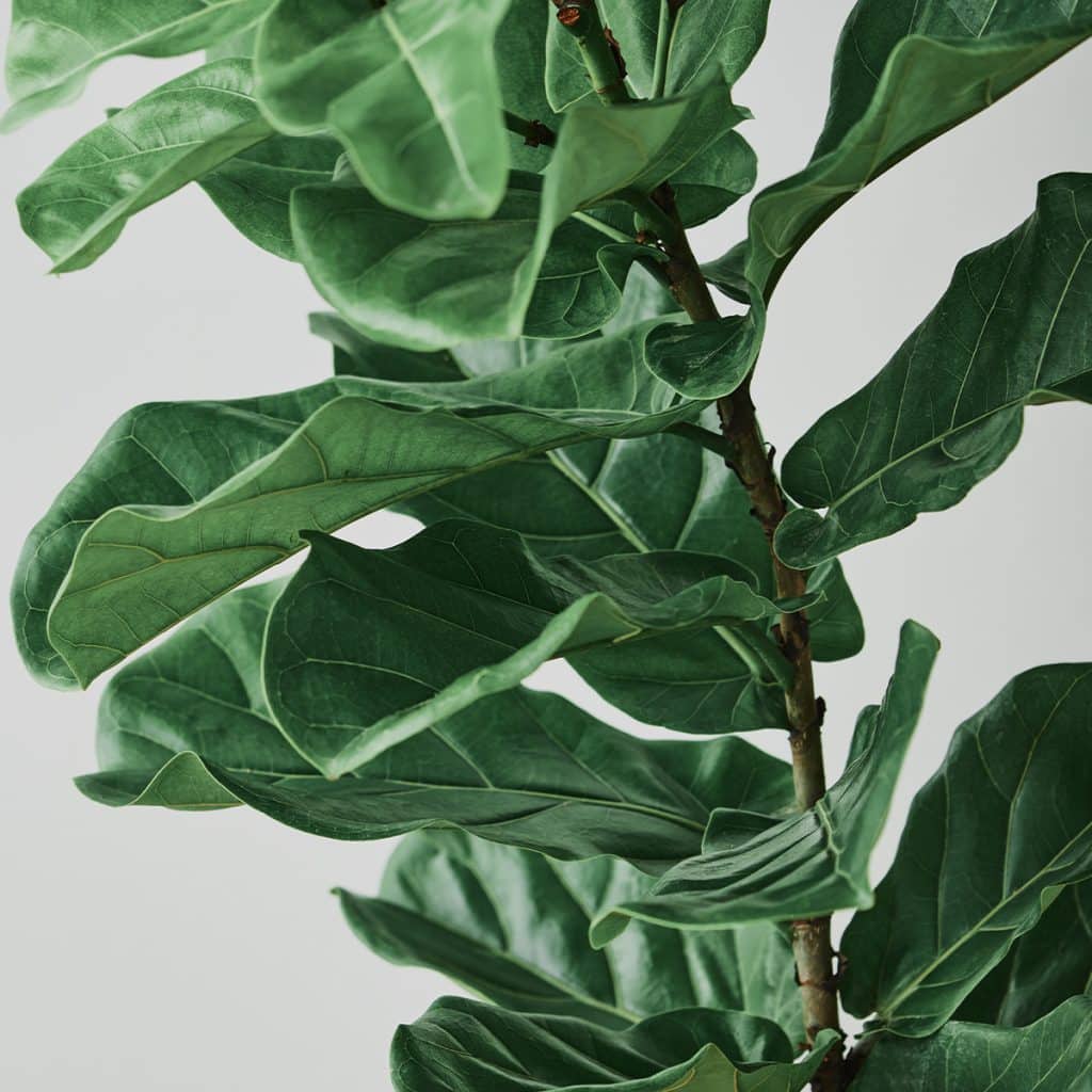 004g29 ficus lyrata 01.jpg