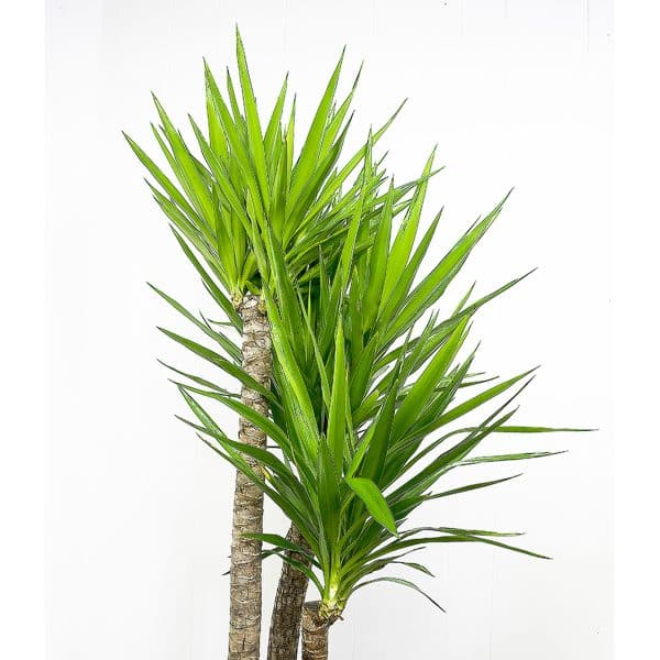 004g47 yucca cane 02.jpg