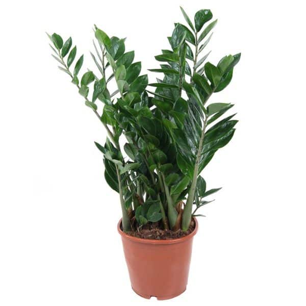 004g49 zamioculcas zamiifolia 02.jpg