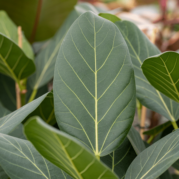 004g52 ficus benghalensis 01.png