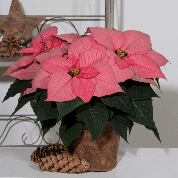 005g01 poinsettia 04.png