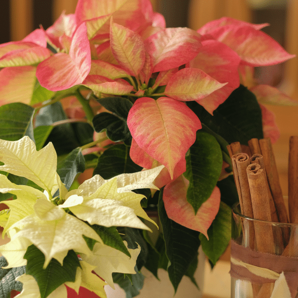 005g01 poinsettia euphorbia pulcherrima 05.png