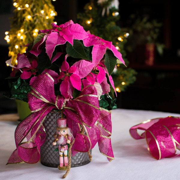 005g01 poinsettia euphorbia pulcherrima 06.png