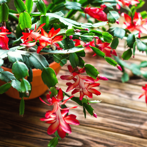 005g03 schlumbergera truncata 01.png