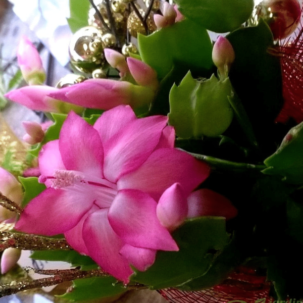 005g03 schlumbergera truncata 02.png