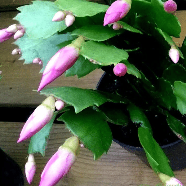 005g03 schlumbergera truncata 03.png