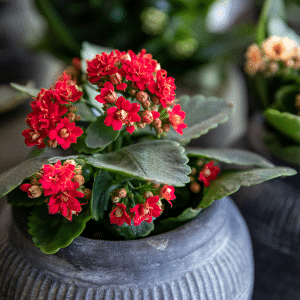 005g10 kalanchoe 01.png