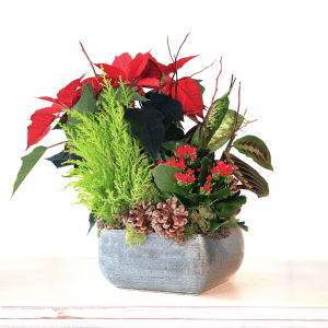 arr04n arrangement de noel plantes naturelles 01.png