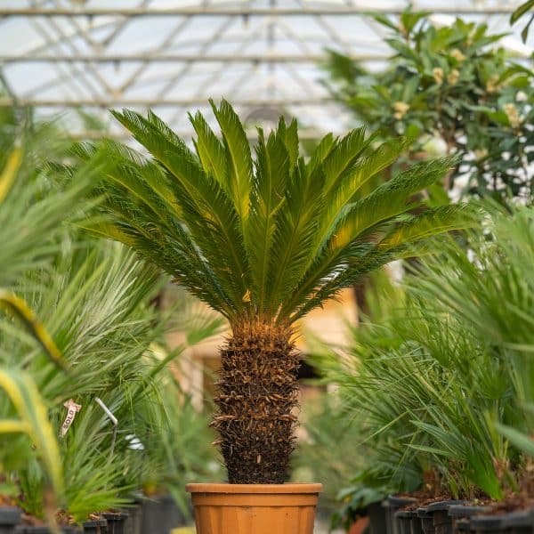 00004581d cycas revoluta 01.jpg