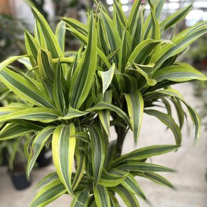 00008515d dracaena warneckii 3 2 1 01 2.jpg