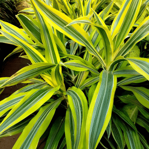 00020267 dracaena lemon lime.01.png