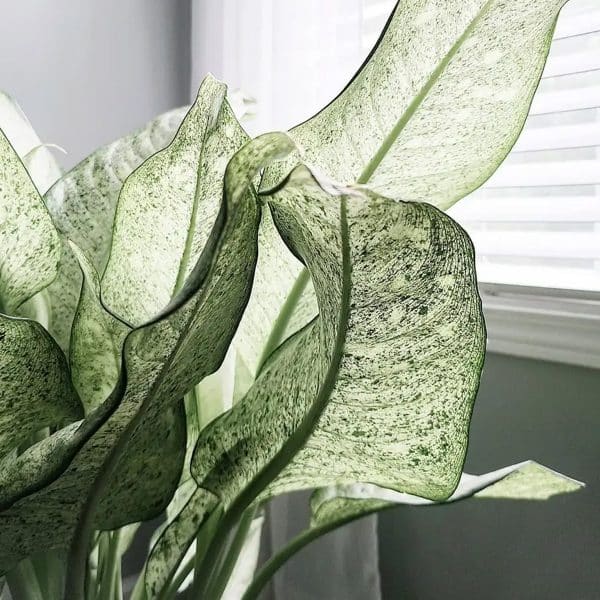 00020630 dieffenbachia camouflage 01.jpg