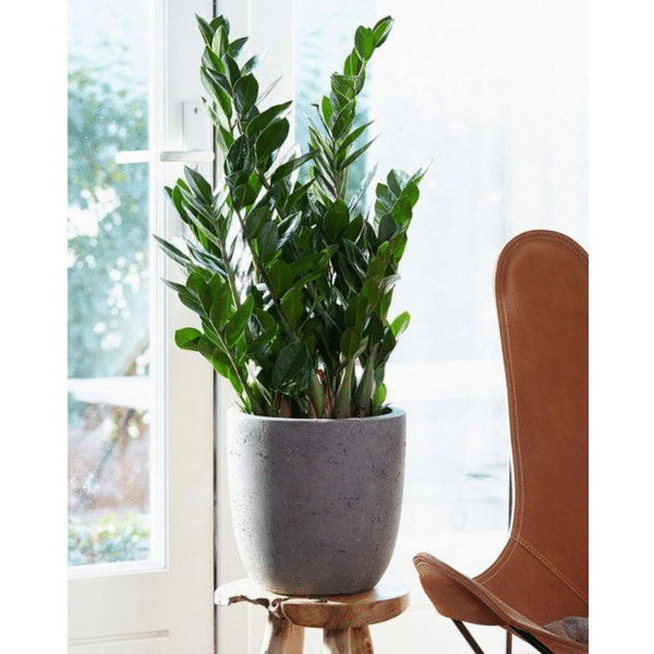 004g49 zamioculcas zamiifolia 01.png