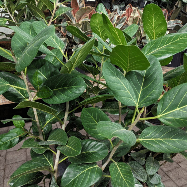 004g52 ficus benghalensis 02.png