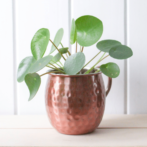 004g55 pilea 01.png