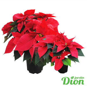 005g01 poinsettia 05.png