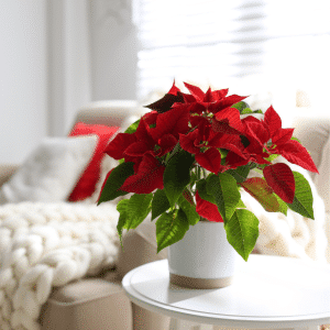 005g01 poinsettia euphorbia pulcherrima 01.png