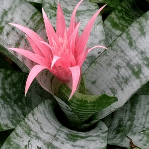 005g04 aechmea 01 1.png