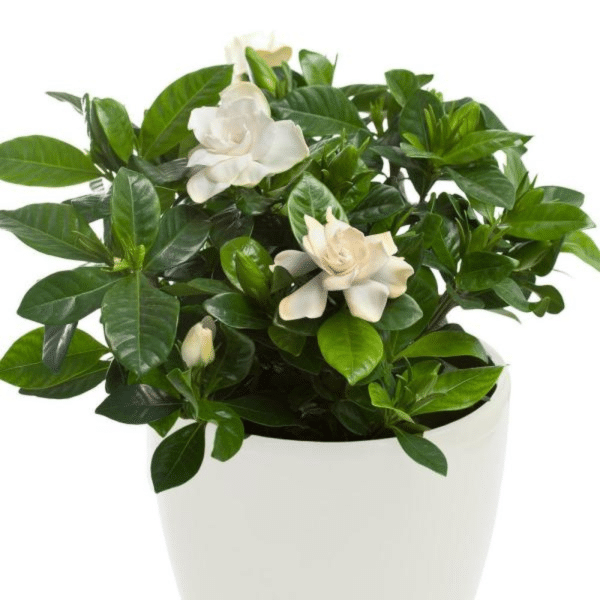 005g09 gardenia 02.png