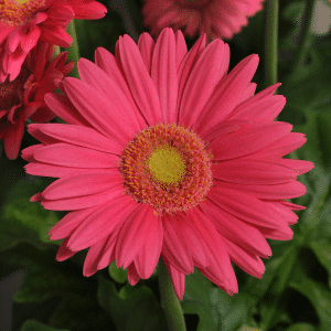 005g12 gerbera 01.png