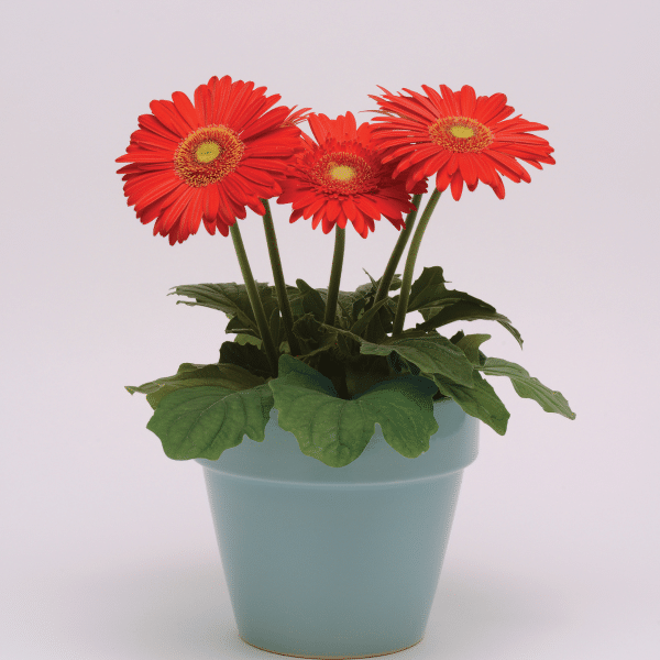 005g12 gerbera 02.png