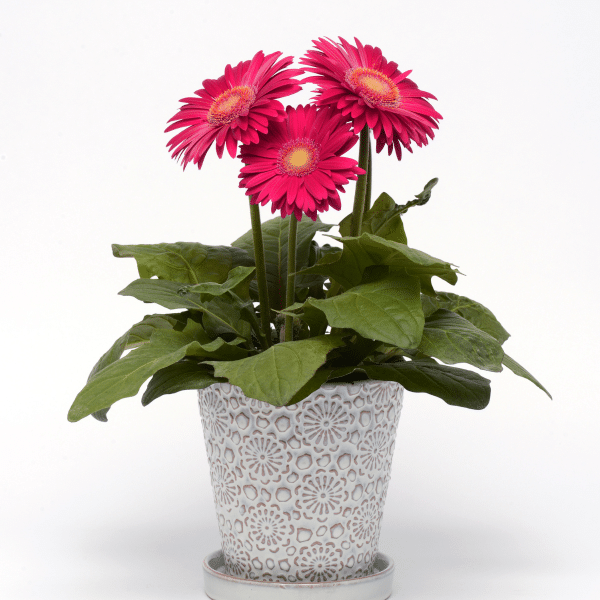 005g12 gerbera 03.png