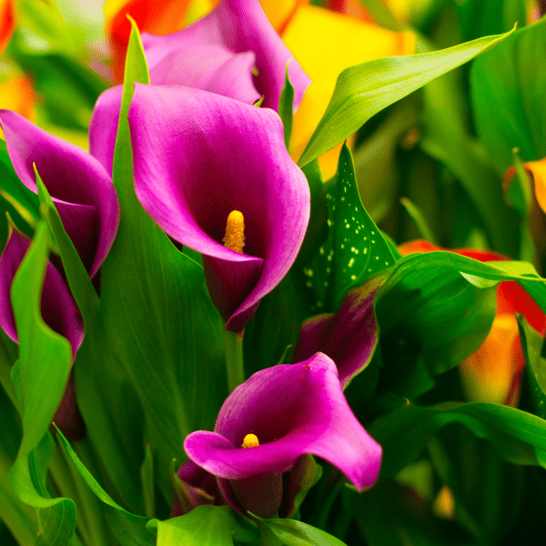 005g14 zantedeschia 01.png