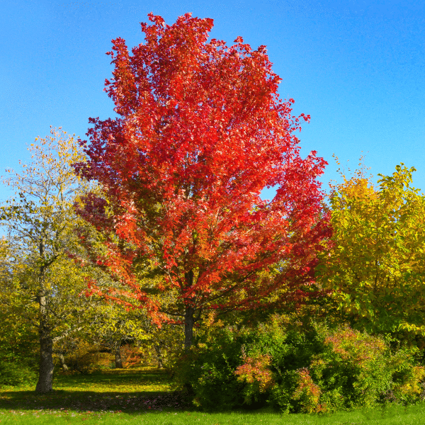 049g01 acer x freemanii autumn blaze 01.png