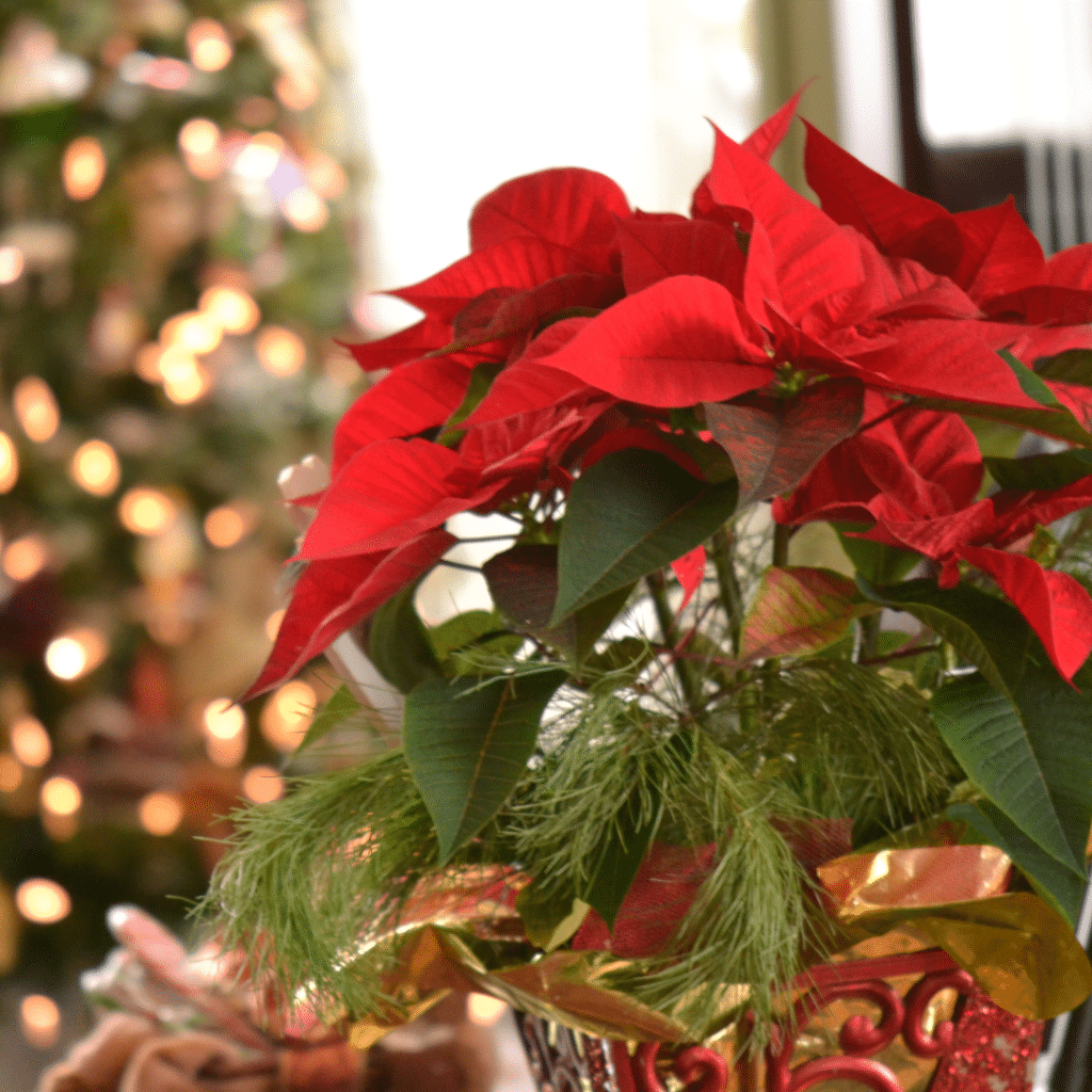 poinsettia