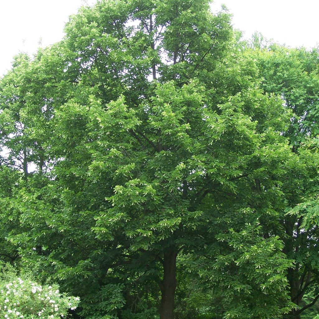 Tilia americana 'Redmond'